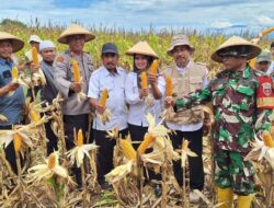 Dukung Ketahanan Pangan Nasional, Polsek Maniangpajo Polres Wajo Panen Raya Jagung Tahap I