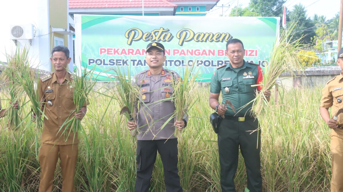 Polsek Tanasitolo Gelar Pesta Panen, Dukung Program Pemerintah Lahan Bergizi