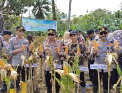 Polres Sinjai Laksanakan Panen Raya Jagung,Wujud Dukung Ketahanan Pangan Nasional