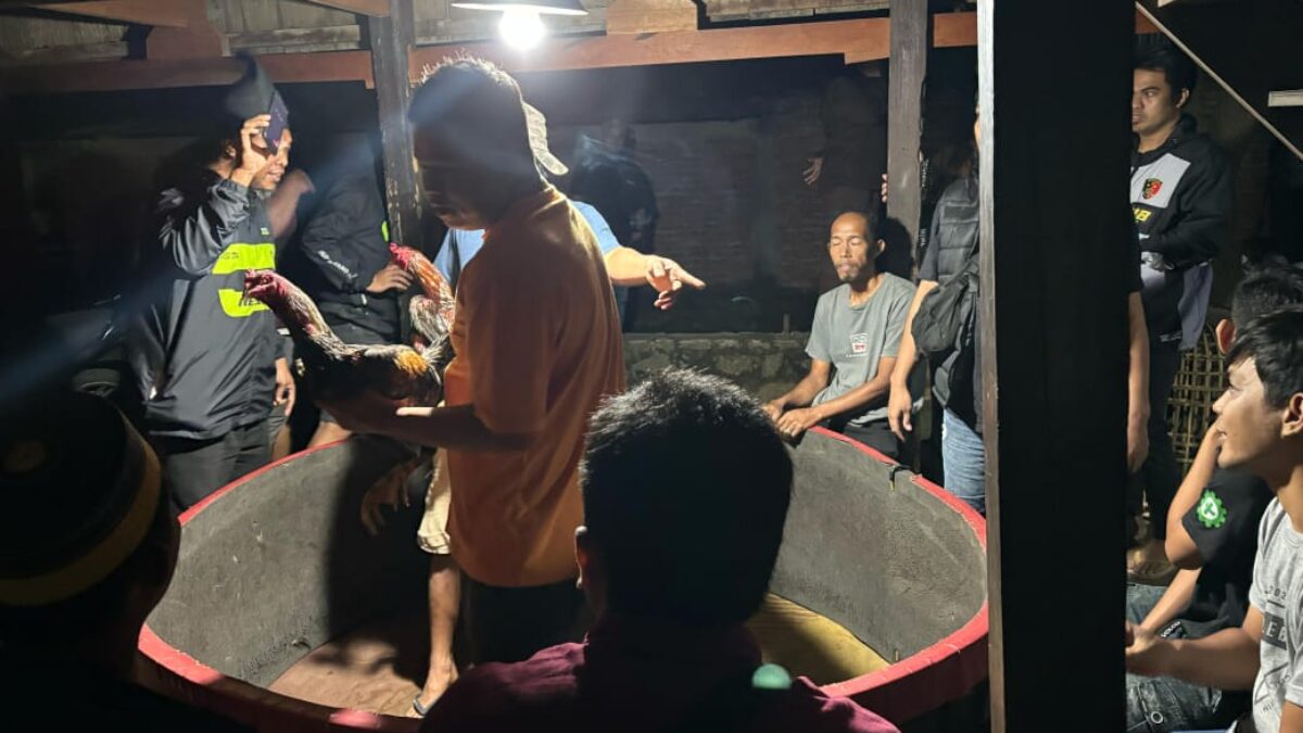 Kabag.Ops Polres Wajo Pimpin Operasi Pekat, Amankan Tiga Tersangka Judi Sabung Ayam