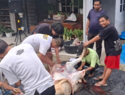 IKA BKPRMI Medan Tebar Satu Hewan Kurban Di Idul Adha 1446 H,Perkuat Solidaritas Dan Kepedulian Sosial