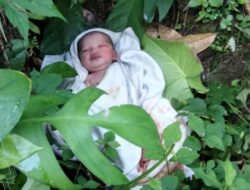 Penemuan Bayi Perempuan di Semak-Semak, Hebohkan Warga Desa Saohiring