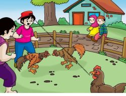 Keberadaan Judi Sabung Ayam Di Kabupaten Wajo, Salah Siapa?